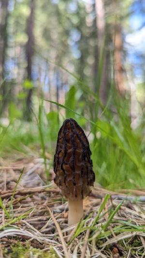  ( - HAY-F-001440)  @11 [ ] c (2023) Michelle C. Torres-Grant Fungal Diversity Survey