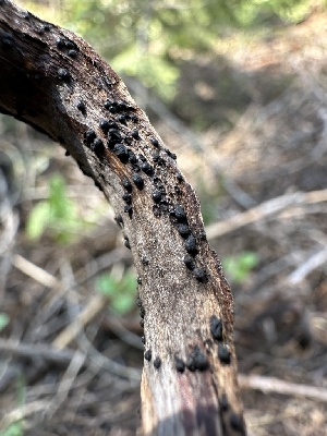  (Aposphaeria - LA-F-000141)  @11 [ ] c (2023) Rudy Diaz Fungal Diversity Survey