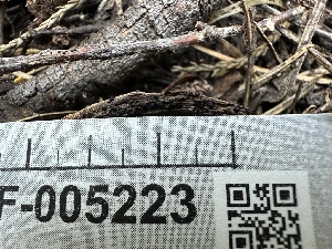  ( - LA-F-000141)  @11 [ ] c (2023) Rudy Diaz Fungal Diversity Survey