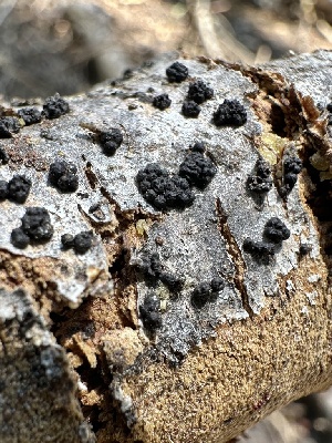  ( - LA-F-000134)  @11 [ ] c (2023) Rudy Diaz Fungal Diversity Survey