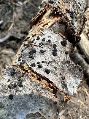  ( - LA-F-000134)  @11 [ ] c (2023) Rudy Diaz Fungal Diversity Survey