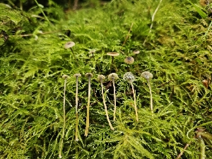  ( - HAY-F-003287)  @11 [ ] by (2023) Mandy Hackney Fungal Diversity Survey