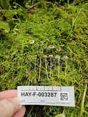  ( - HAY-F-003287)  @11 [ ] by (2023) Mandy Hackney Fungal Diversity Survey
