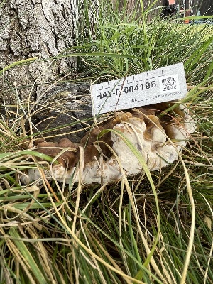 (Ganoderma adspersum - HAY-F-004196)  @11 [ ] by-nc (2023) Jaren Hockert Fungal Diversity Survey