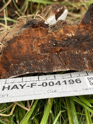  ( - HAY-F-004196)  @11 [ ] by-nc (2023) Jaren Hockert Fungal Diversity Survey