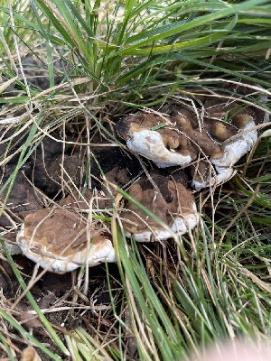  ( - HAY-F-004196)  @11 [ ] by-nc (2023) Jaren Hockert Fungal Diversity Survey