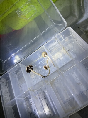  ( - HAY-F-004349)  @11 [ ] by-nc (2023) Jaren Hockert Fungal Diversity Survey