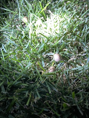  ( - HAY-F-004349)  @11 [ ] by-nc (2023) Jaren Hockert Fungal Diversity Survey