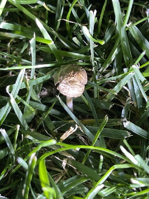  ( - HAY-F-004349)  @11 [ ] by-nc (2023) Jaren Hockert Fungal Diversity Survey