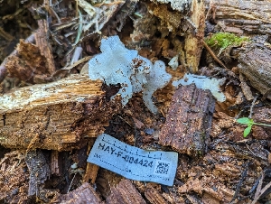  ( - HAY-F-004424)  @11 [ ] by-nc (2023) Stu Pickell Fungal Diversity Survey