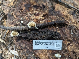  ( - HAY-F-004433)  @11 [ ] by-nc (2023) Stu Pickell Fungal Diversity Survey