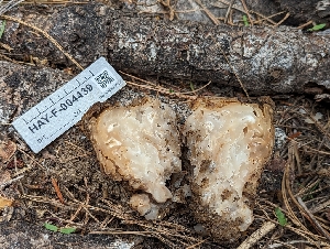  ( - HAY-F-004439)  @11 [ ] by-nc (2023) Stu Pickell Fungal Diversity Survey