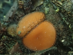  ( - HAY-F-000560)  @11 [ ] by-nc (2023) Harte Singer Fungal Diversity Survey