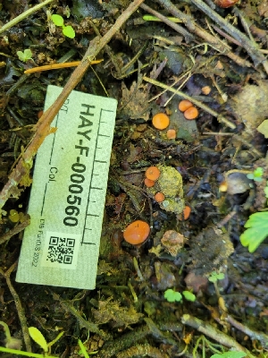  ( - HAY-F-000560)  @11 [ ] by-nc (2023) Harte Singer Fungal Diversity Survey