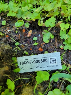  ( - HAY-F-000560)  @11 [ ] by-nc (2023) Harte Singer Fungal Diversity Survey