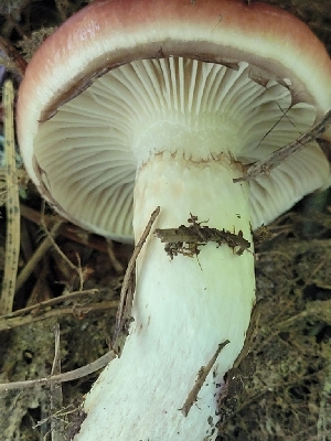  ( - HAY-F-000564)  @11 [ ] by-nc (2023) Harte Singer Fungal Diversity Survey