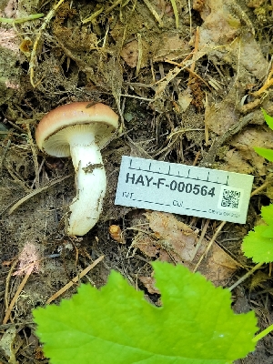  ( - HAY-F-000564)  @11 [ ] by-nc (2023) Harte Singer Fungal Diversity Survey