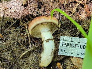  ( - HAY-F-000564)  @11 [ ] by-nc (2023) Harte Singer Fungal Diversity Survey