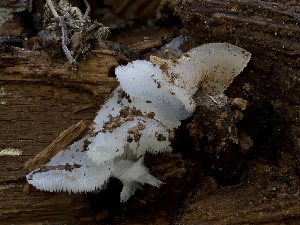  ( - HAY-F-004424)  @11 [ ] by-nc (2023) Stu Pickell Fungal Diversity Survey