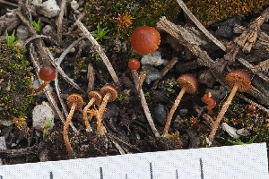  ( - HAY-F-004927)  @11 [ ] by-nc (2023) Warren Cardimona Fungal Diversity Survey