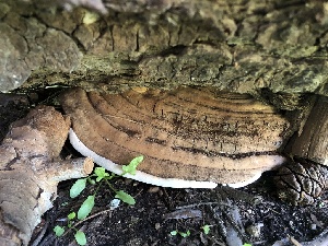  ( - HAY-F-005054)  @11 [ ] by-nc (2023) Dean Lyons Fungal Diversity Survey