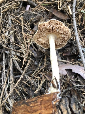  ( - HAY-F-005048)  @11 [ ] by-nc (2023) Dean Lyons Fungal Diversity Survey