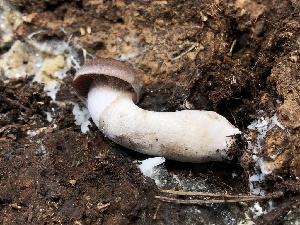  ( - HAY-F-005068)  @11 [ ] by-nc (2023) Dean Lyons Fungal Diversity Survey