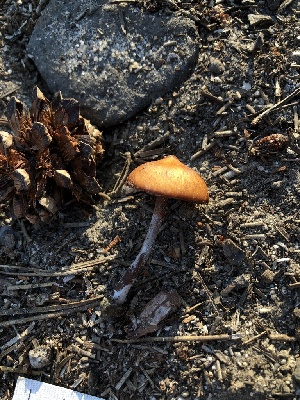  ( - HAY-F-005079)  @11 [ ] by-nc (2023) Dean Lyons Fungal Diversity Survey