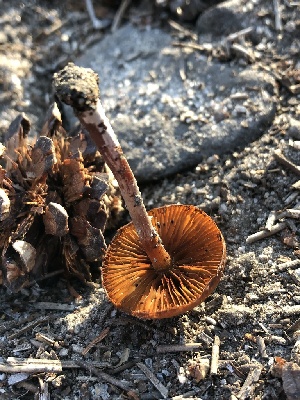  ( - HAY-F-005079)  @11 [ ] by-nc (2023) Dean Lyons Fungal Diversity Survey