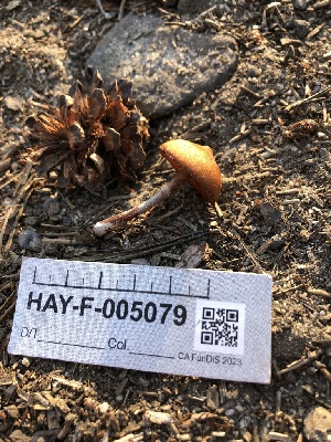  ( - HAY-F-005079)  @11 [ ] by-nc (2023) Dean Lyons Fungal Diversity Survey