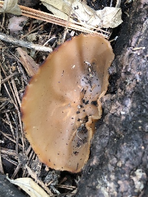  ( - HAY-F-004469)  @11 [ ] by-nc (2023) Dean Lyons Fungal Diversity Survey