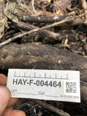 ( - HAY-F-004464)  @11 [ ] by-nc (2023) Dean Lyons Fungal Diversity Survey
