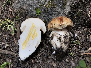  ( - HAY-F-006169)  @11 [ ] by-nc (2023) Dean Lyons Fungal Diversity Survey