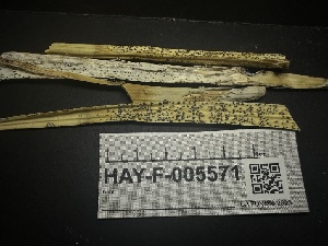 ( - HAY-F-005571)  @11 [ ] c (2023) Rudy Diaz Fungal Diversity Survey