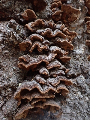  ( - HAY-F-003639)  @11 [ ] by-nc (2023) Sadie Hickey Fungal Diversity Survey