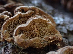  ( - HAY-F-003639)  @11 [ ] by-nc (2023) Sadie Hickey Fungal Diversity Survey