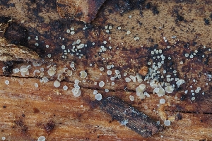  ( - HAY-F-004926)  @11 [ ] by-nc (2023) Warren Cardimona Fungal Diversity Survey