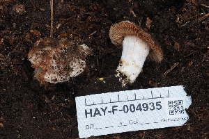  ( - HAY-F-004935)  @11 [ ] by-nc (2023) Warren Cardimona Fungal Diversity Survey
