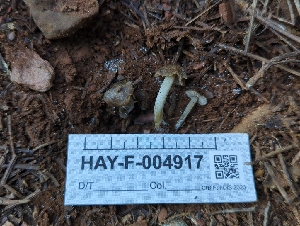  (Entoloma sp. CA26 - HAY-F-004917)  @11 [ ] by-nc (2023) Warren Cardimona Fungal Diversity Survey