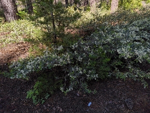  ( - HAY-F-004917)  @11 [ ] by-nc (2023) Warren Cardimona Fungal Diversity Survey