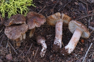  (Inocybe sp. giacomi-CA01 - HAY-F-004915)  @11 [ ] by-nc (2023) Warren Cardimona Fungal Diversity Survey