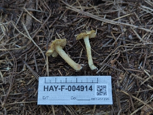  (Inocybe sp. CA63 - HAY-F-004914)  @11 [ ] by-nc (2023) Warren Cardimona Fungal Diversity Survey