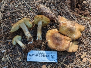  ( - HAY-F-004913)  @11 [ ] by-nc (2023) Warren Cardimona Fungal Diversity Survey