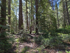  ( - HAY-F-004913)  @11 [ ] by-nc (2023) Warren Cardimona Fungal Diversity Survey