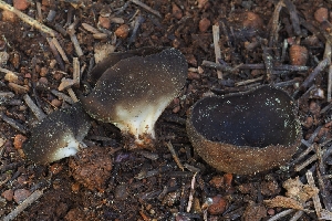  (Dissingia sp. PNW01 - HAY-F-004912)  @11 [ ] by-nc (2023) Warren Cardimona Fungal Diversity Survey