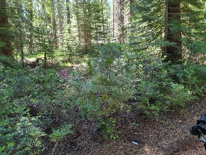  ( - HAY-F-004912)  @11 [ ] by-nc (2023) Warren Cardimona Fungal Diversity Survey