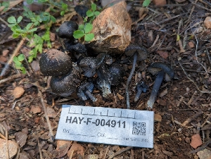  (Entoloma sp. pulchripes-CA01 - HAY-F-004911)  @11 [ ] by-nc (2023) Warren Cardimona Fungal Diversity Survey
