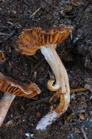 ( - HAY-F-004910)  @11 [ ] by-nc (2023) Warren Cardimona Fungal Diversity Survey