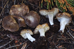  ( - HAY-F-004909)  @11 [ ] by-nc (2023) Warren Cardimona Fungal Diversity Survey
