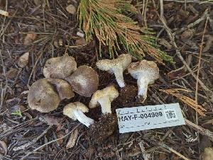  ( - HAY-F-004909)  @11 [ ] by-nc (2023) Warren Cardimona Fungal Diversity Survey